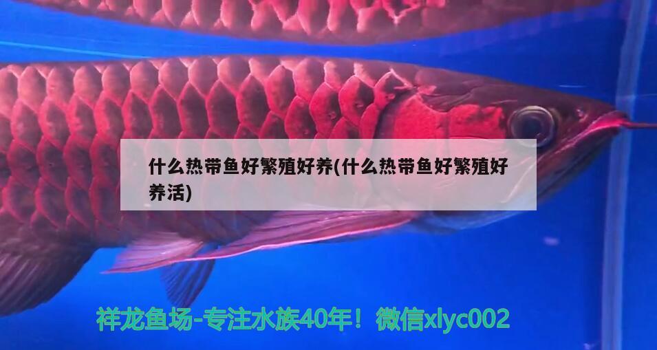 什么熱帶魚好繁殖好養(yǎng)(什么熱帶魚好繁殖好養(yǎng)活)