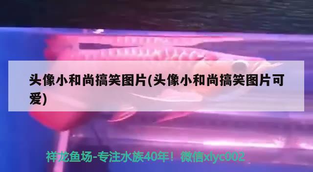 頭像小和尚搞笑圖片(頭像小和尚搞笑圖片可愛) 觀賞魚