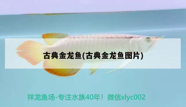 古典金龍魚(古典金龍魚圖片) 翡翠鳳凰魚