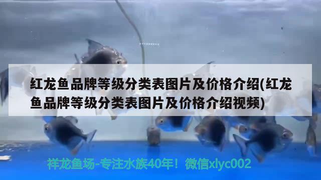 紅龍魚品牌等級分類表圖片及價格介紹(紅龍魚品牌等級分類表圖片及價格介紹視頻)