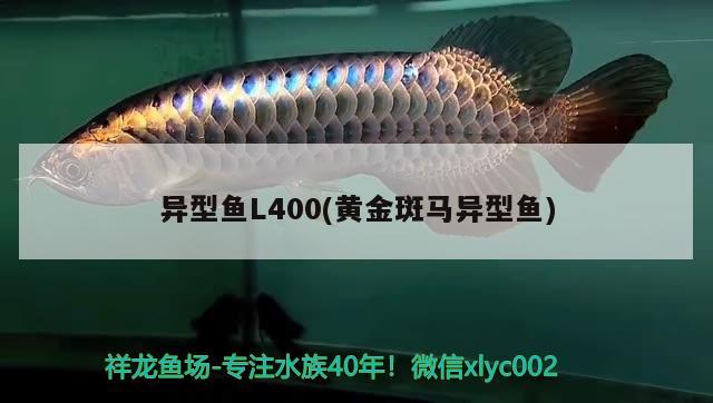 異型魚(yú)L400(黃金斑馬異型魚(yú)) 黃金斑馬魚(yú)