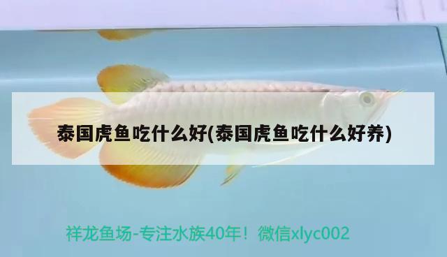 泰國虎魚吃什么好(泰國虎魚吃什么好養(yǎng)) 虎魚百科