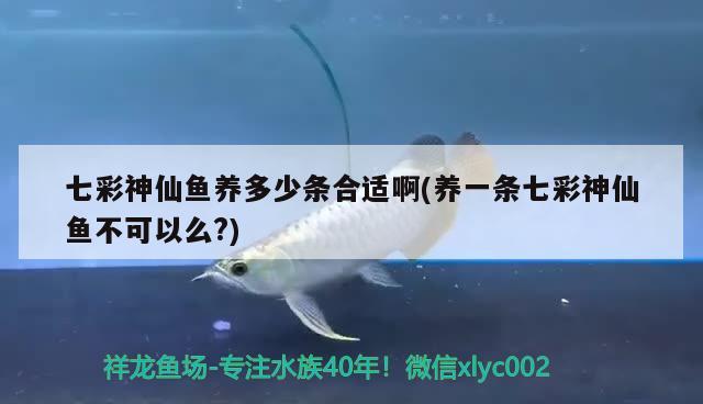 七彩神仙魚養(yǎng)多少條合適啊(養(yǎng)一條七彩神仙魚不可以么？) 七彩神仙魚