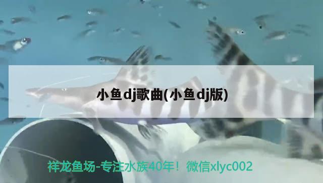 小魚dj歌曲(小魚dj版) 印尼虎苗