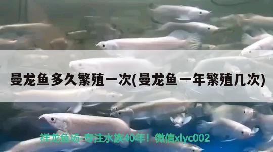 曼龍魚多久繁殖一次(曼龍魚一年繁殖幾次) 廣州觀賞魚魚苗批發(fā)市場