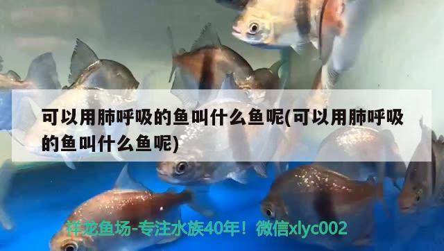 可以用肺呼吸的魚叫什么魚呢(可以用肺呼吸的魚叫什么魚呢) PH調(diào)節(jié)劑