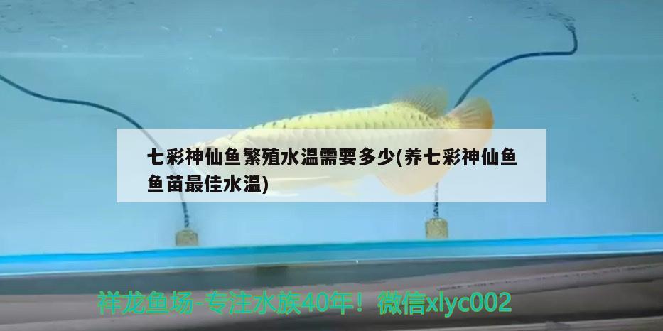 七彩神仙魚繁殖水溫需要多少(養(yǎng)七彩神仙魚魚苗最佳水溫) 七彩神仙魚