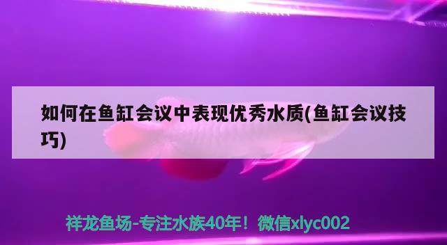 如何在魚缸會(huì)議中表現(xiàn)優(yōu)秀水質(zhì)(魚缸會(huì)議技巧)