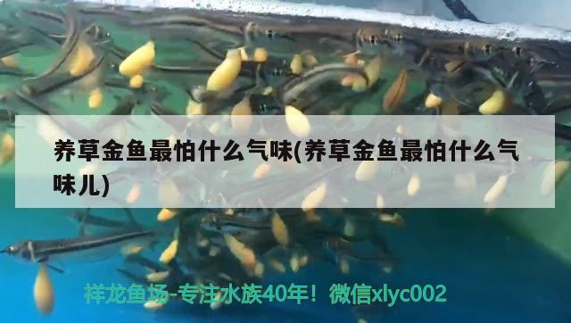 養(yǎng)草金魚最怕什么氣味(養(yǎng)草金魚最怕什么氣味兒)