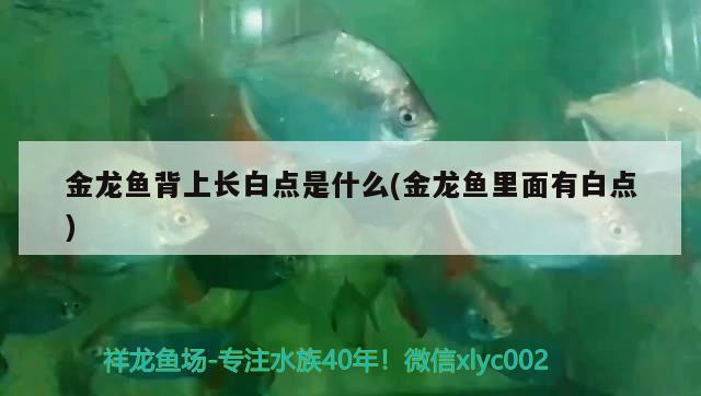 金龍魚背上長(zhǎng)白點(diǎn)是什么(金龍魚里面有白點(diǎn))