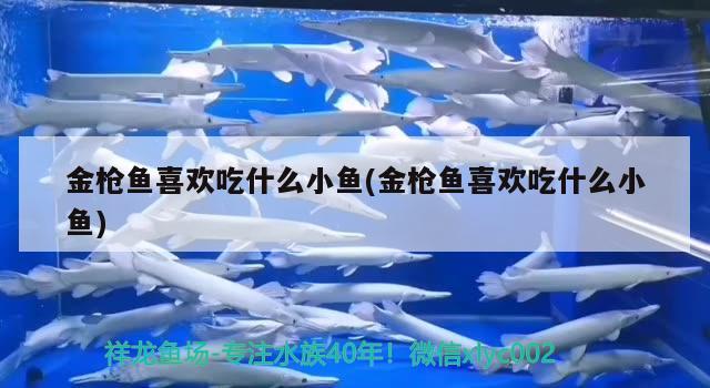 金槍魚喜歡吃什么小魚(金槍魚喜歡吃什么小魚)