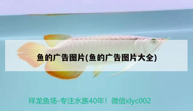 魚的廣告圖片(魚的廣告圖片大全) 白子銀龍苗（黃化銀龍苗）