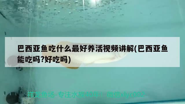 巴西亞魚吃什么最好養(yǎng)活視頻講解(巴西亞魚能吃嗎？好吃嗎)