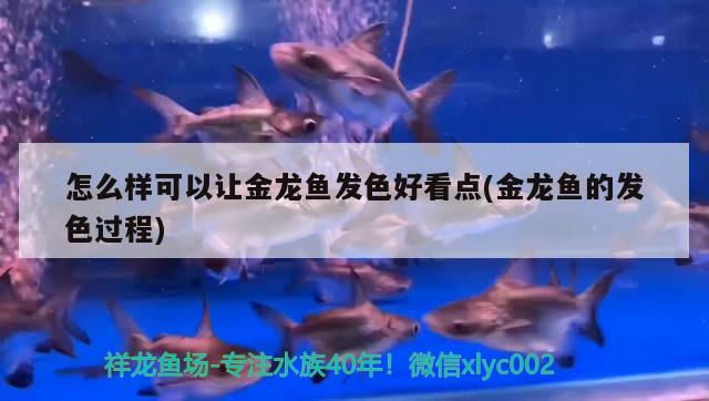 怎么樣可以讓金龍魚發(fā)色好看點(diǎn)(金龍魚的發(fā)色過程)