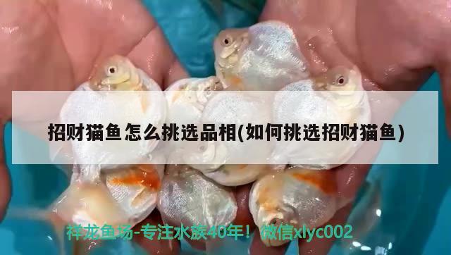 招財(cái)貓魚(yú)怎么挑選品相(如何挑選招財(cái)貓魚(yú)) 戰(zhàn)車(chē)紅龍魚(yú)