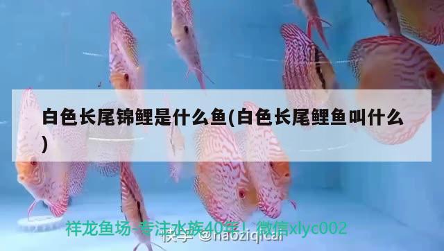 白色長尾錦鯉是什么魚(白色長尾鯉魚叫什么) 水溫計