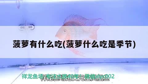 菠蘿有什么吃(菠蘿什么吃是季節(jié)) 巨骨舌魚(yú)