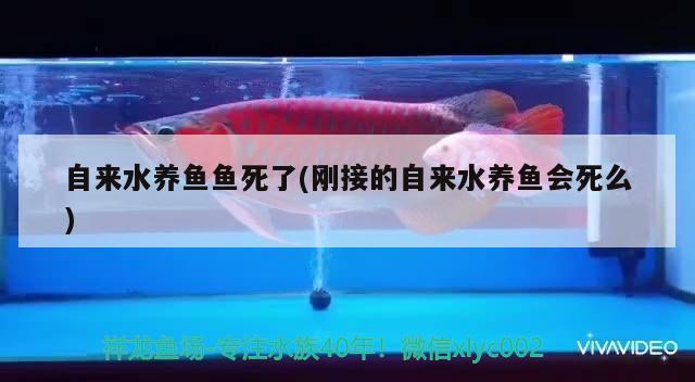 自來水養(yǎng)魚魚死了(剛接的自來水養(yǎng)魚會(huì)死么) 紅龍魚百科