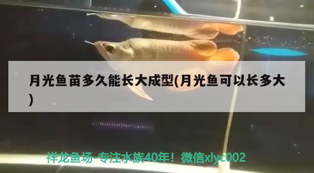 月光魚苗多久能長大成型(月光魚可以長多大)