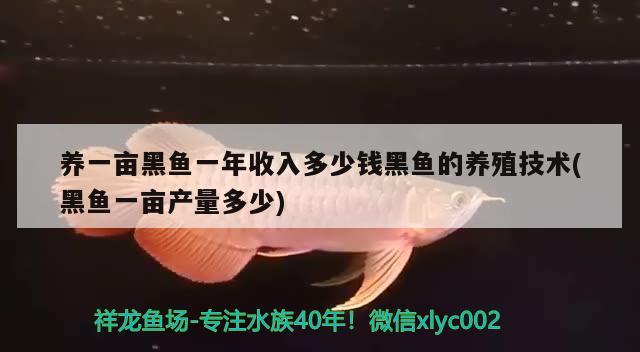 養(yǎng)一畝黑魚(yú)一年收入多少錢(qián)黑魚(yú)的養(yǎng)殖技術(shù)(黑魚(yú)一畝產(chǎn)量多少) 高背金龍魚(yú)