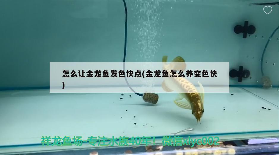 怎么讓金龍魚發(fā)色快點(金龍魚怎么養(yǎng)變色快)