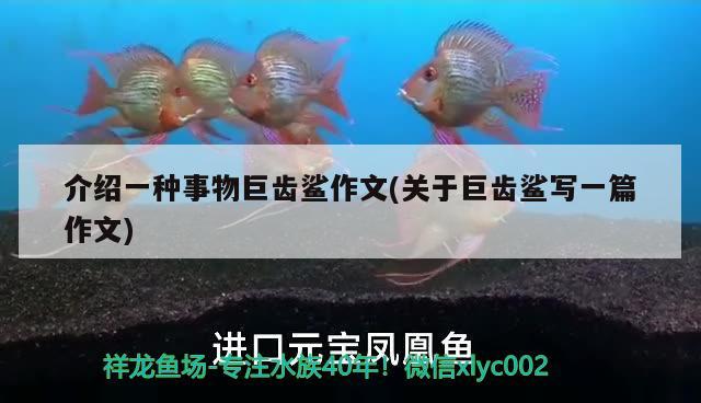 介紹一種事物巨齒鯊作文(關(guān)于巨齒鯊寫一篇作文) 泰龐海蓮魚