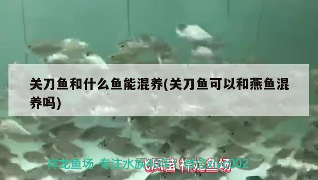 關(guān)刀魚和什么魚能混養(yǎng)(關(guān)刀魚可以和燕魚混養(yǎng)嗎)