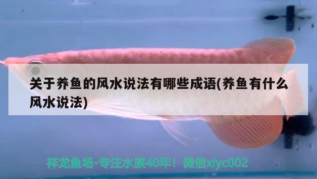 關(guān)于養(yǎng)魚的風(fēng)水說法有哪些成語(養(yǎng)魚有什么風(fēng)水說法) 魚缸風(fēng)水