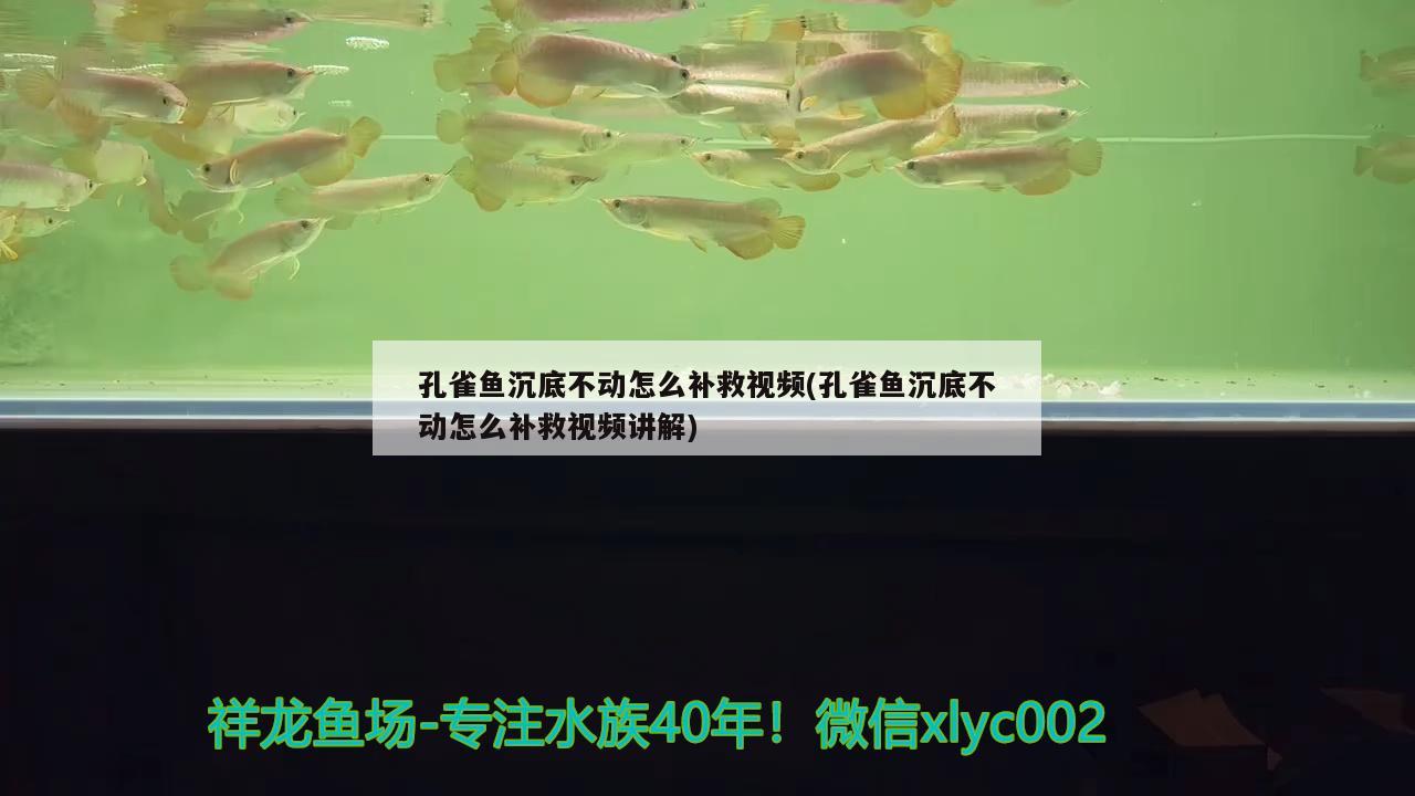 孔雀魚沉底不動怎么補救視頻(孔雀魚沉底不動怎么補救視頻講解) 恐龍王魚