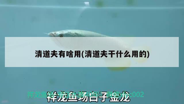 清道夫有啥用(清道夫干什么用的) 朱巴利魚