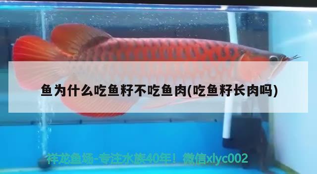 魚為什么吃魚籽不吃魚肉(吃魚籽長肉嗎) 大日玉鯖魚