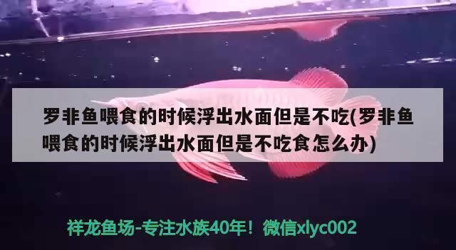 羅非魚喂食的時候浮出水面但是不吃(羅非魚喂食的時候浮出水面但是不吃食怎么辦) 潛水泵