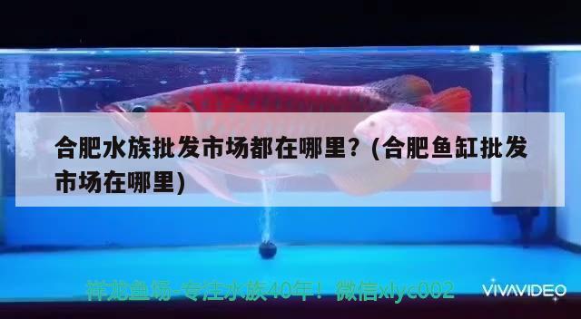 合肥水族批發(fā)市場都在哪里？(合肥魚缸批發(fā)市場在哪里) 觀賞魚水族批發(fā)市場