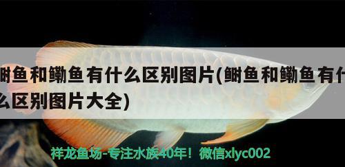 鰣魚(yú)和鰳魚(yú)有什么區(qū)別圖片(鰣魚(yú)和鰳魚(yú)有什么區(qū)別圖片大全) 白化火箭魚(yú)