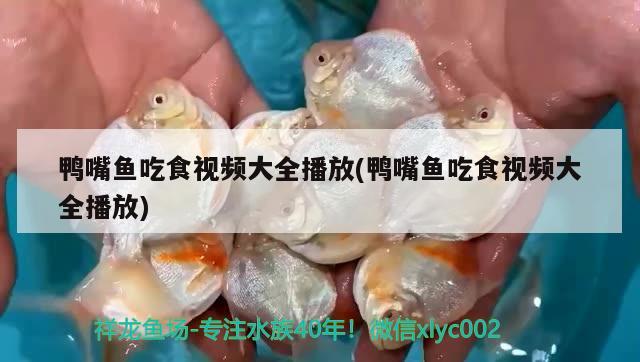 鴨嘴魚吃食視頻大全播放(鴨嘴魚吃食視頻大全播放)