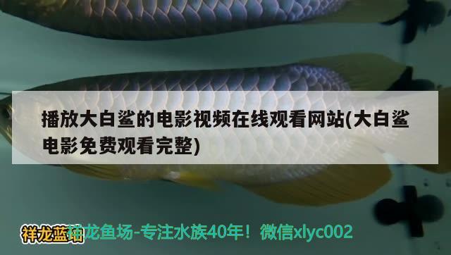 播放大白鯊的電影視頻在線觀看網(wǎng)站(大白鯊電影免費觀看完整) 蝴蝶鯉魚苗