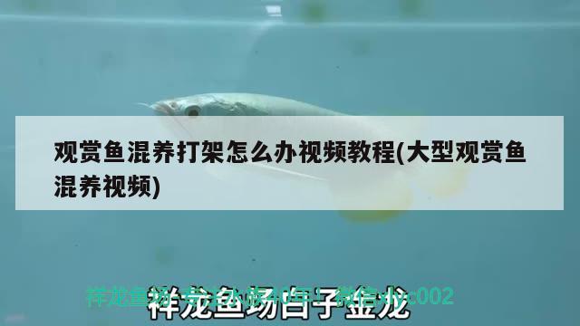 觀賞魚混養(yǎng)打架怎么辦視頻教程(大型觀賞魚混養(yǎng)視頻) 帝王血鉆魚