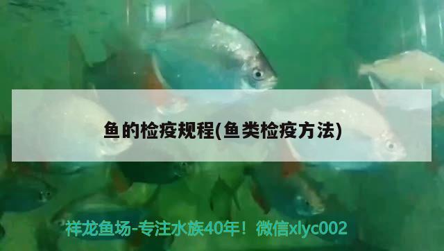 魚的檢疫規(guī)程(魚類檢疫方法) 埃及神仙魚