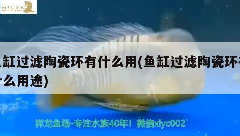 魚缸過濾陶瓷環(huán)有什么用(魚缸過濾陶瓷環(huán)有什么用途)