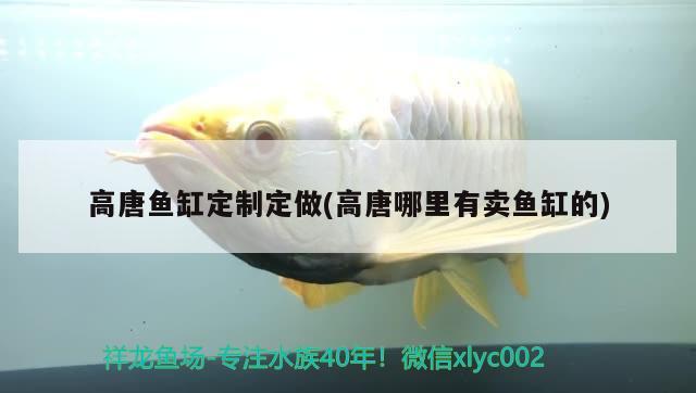 高唐魚缸定制定做(高唐哪里有賣魚缸的) 球鯊魚