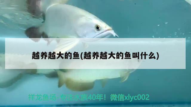 越養(yǎng)越大的魚(yú)(越養(yǎng)越大的魚(yú)叫什么)