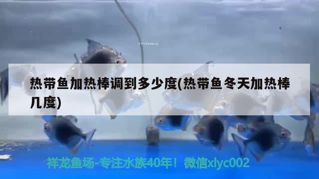 熱帶魚加熱棒調(diào)到多少度(熱帶魚冬天加熱棒幾度) 元寶鳳凰魚專用魚糧