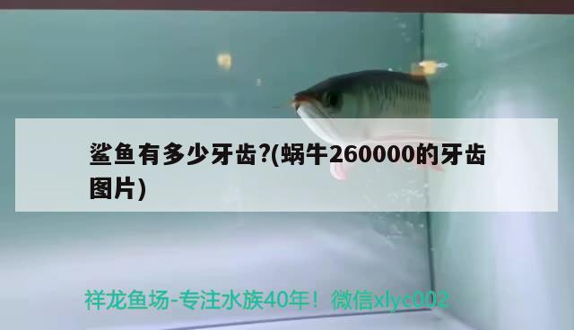 鯊魚有多少牙齒？(蝸牛260000的牙齒圖片) 鐵甲武士