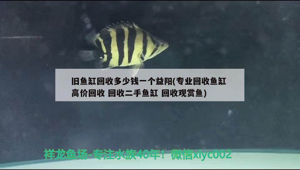 舊魚(yú)缸回收多少錢(qián)一個(gè)益陽(yáng)(專(zhuān)業(yè)回收魚(yú)缸高價(jià)回收回收二手魚(yú)缸回收觀賞魚(yú)) 埃及神仙魚(yú)