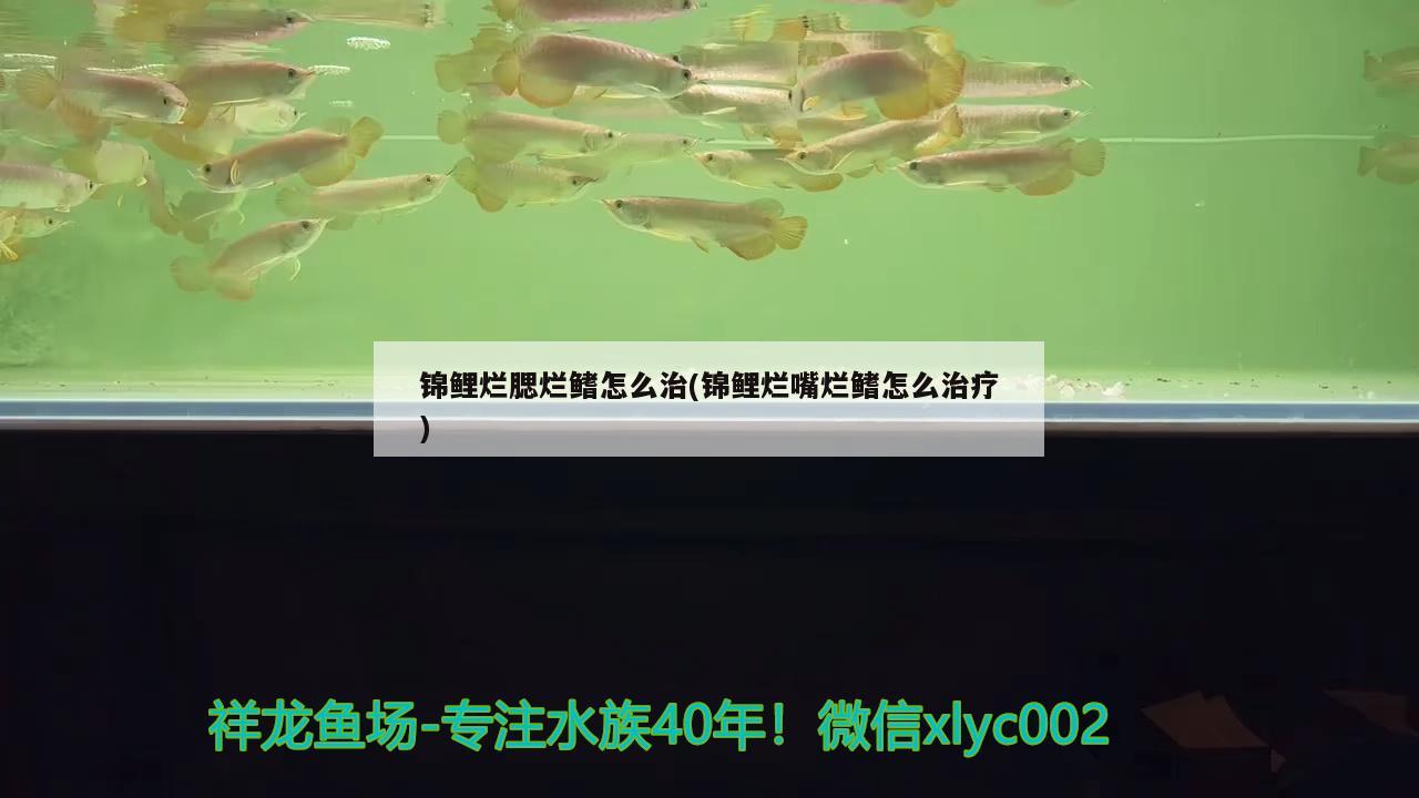 錦鯉爛腮爛鰭怎么治(錦鯉爛嘴爛鰭怎么治療) 黃金河虎魚