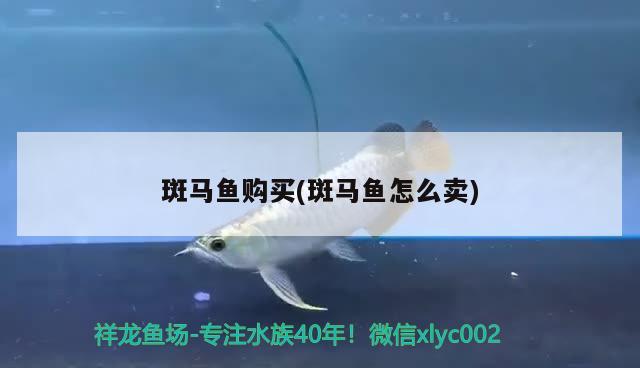 斑馬魚購(gòu)買(斑馬魚怎么賣) 魚缸水泵