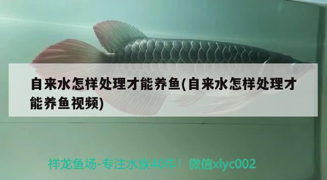 自來(lái)水怎樣處理才能養(yǎng)魚(yú)(自來(lái)水怎樣處理才能養(yǎng)魚(yú)視頻) 廣州祥龍國(guó)際水族貿(mào)易