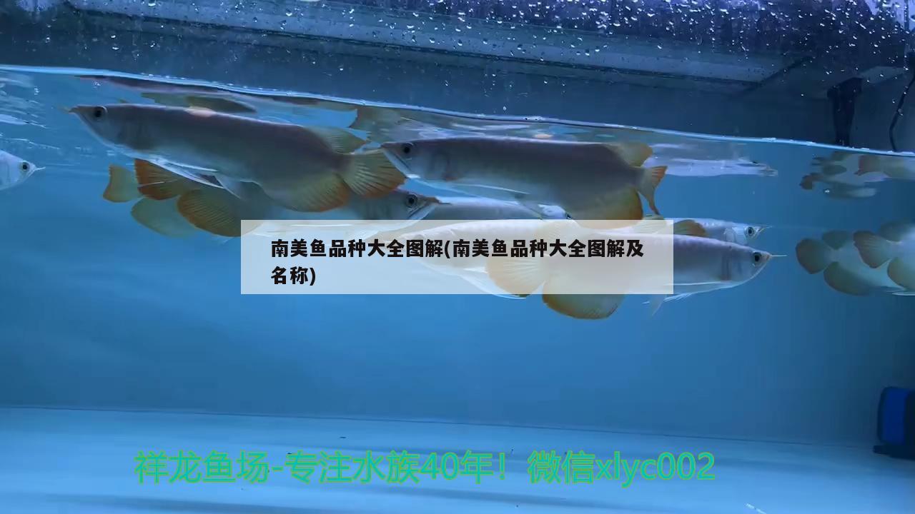 南美魚(yú)品種大全圖解(南美魚(yú)品種大全圖解及名稱) 赤荔鳳冠魚(yú)