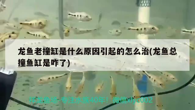 龍魚老撞缸是什么原因引起的怎么治(龍魚總撞魚缸是咋了) 水族雜談