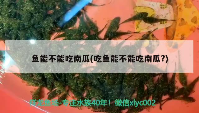 魚能不能吃南瓜(吃魚能不能吃南瓜？)